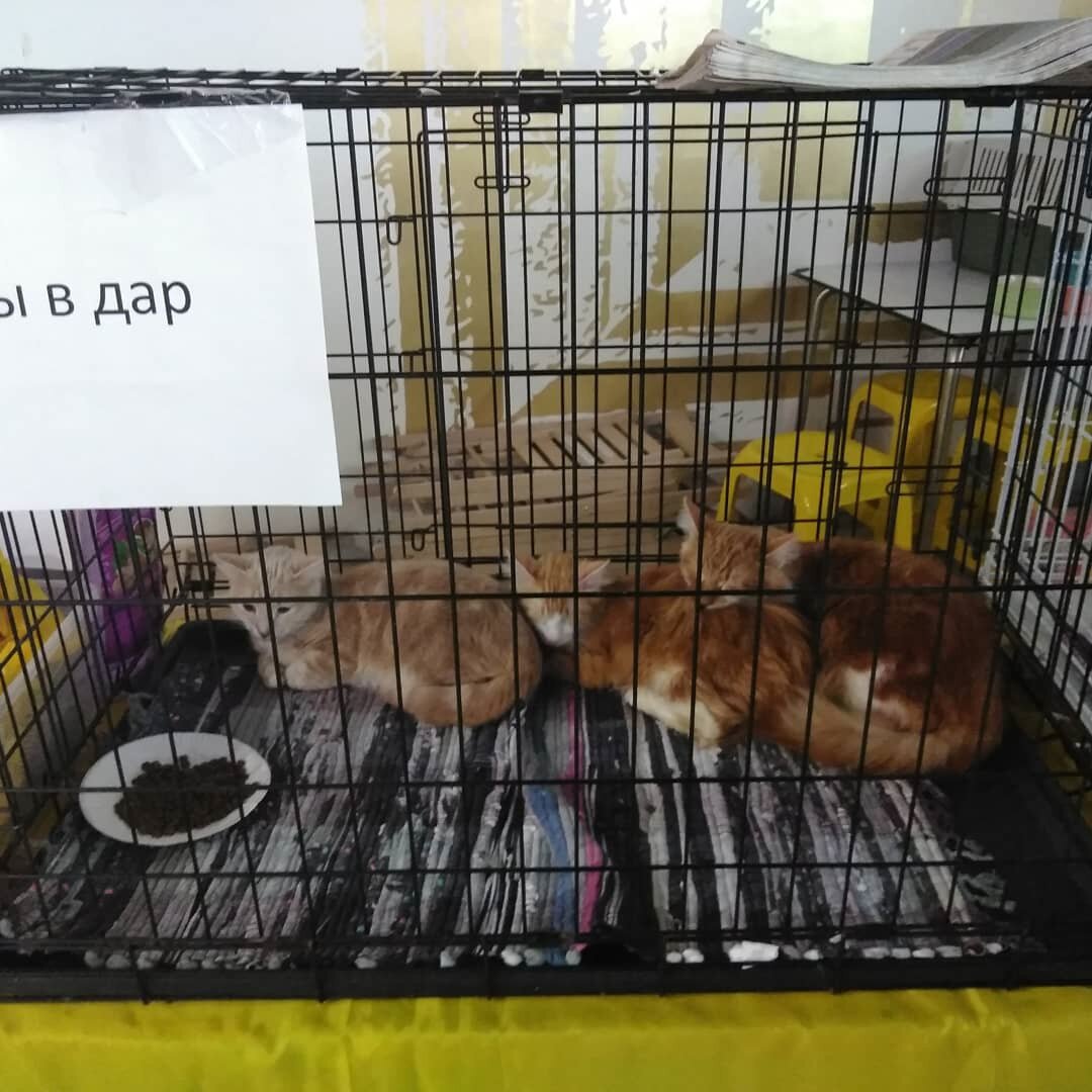 Котики, которых отдавали в добрые руки на выставке-личные фото автора) листайте