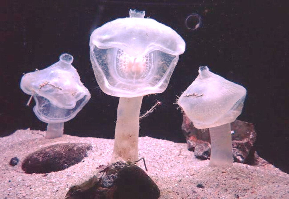 Мегалодикопии