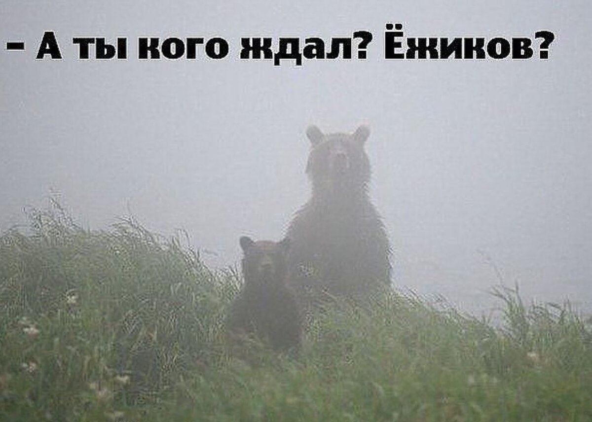 В голове туман больше не приду. Медведь в тумане. Смешно про туман. Животное в тумане. Ежик в тумане.