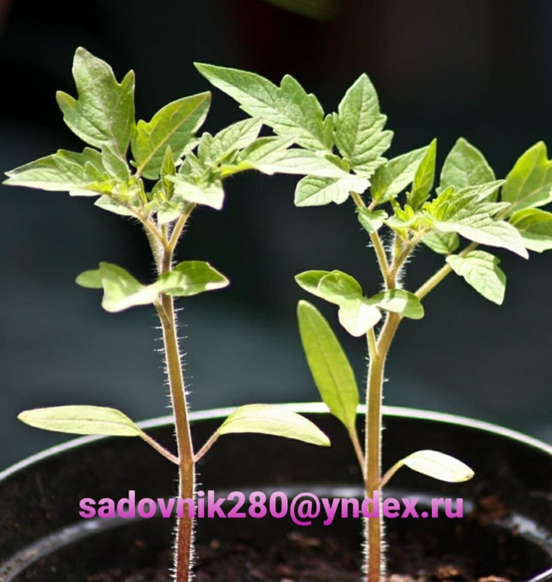 Рассада помидор с нежным ароматом. Фото коллаж автора Алесад.