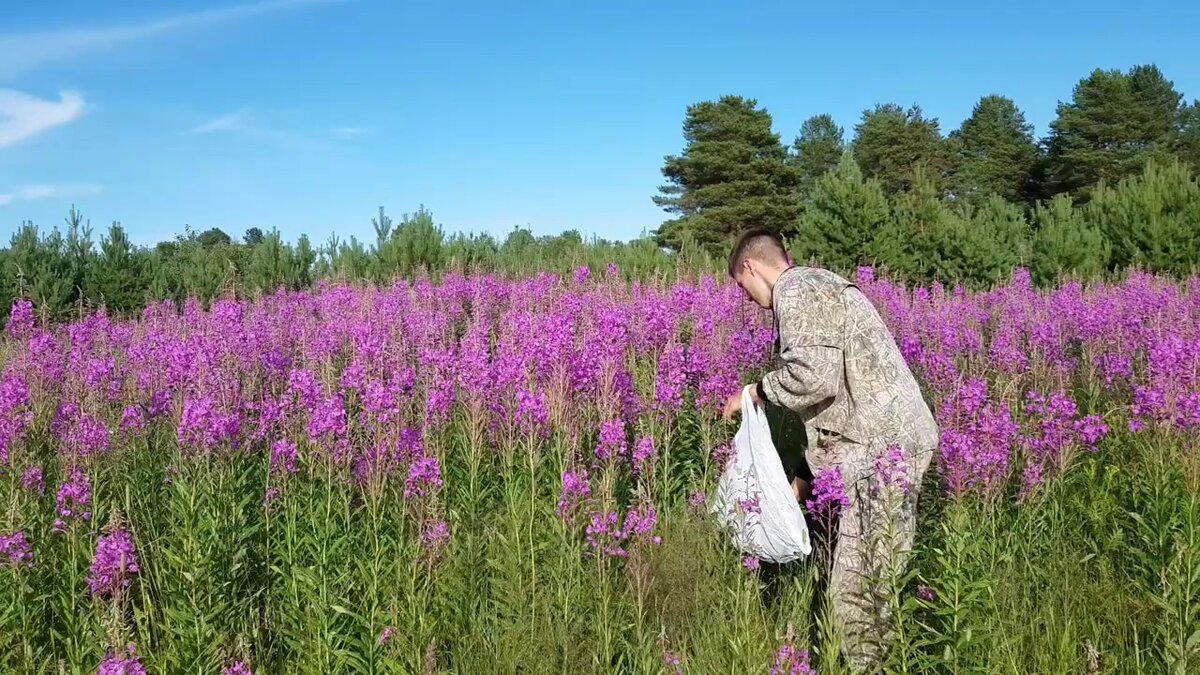 Куда собирает. Кипрей в Волгоградской области. Иван чай собранный на Валдае. Иван чай растет в новой Москве. Иван-чай где растет в Волгоградской области.