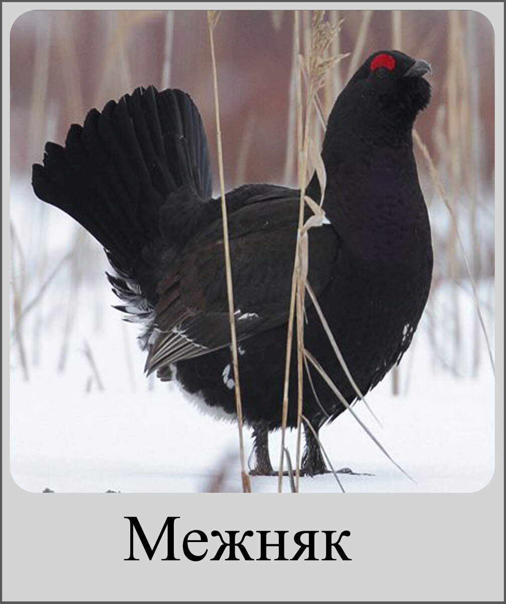 Тетерев межняк