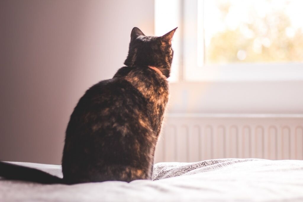 В феврале 2021 года увеличился показатель средней ипотечной ставки