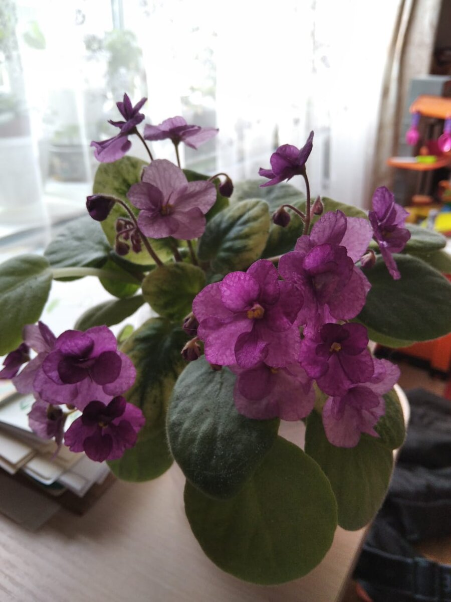 Видна и удивительная текстура лепестков. Мне фиалки вообще не очень нравятся, особенно с простыми цветками, но есть некоторые сорта действительно красивые. Как этот, например. 