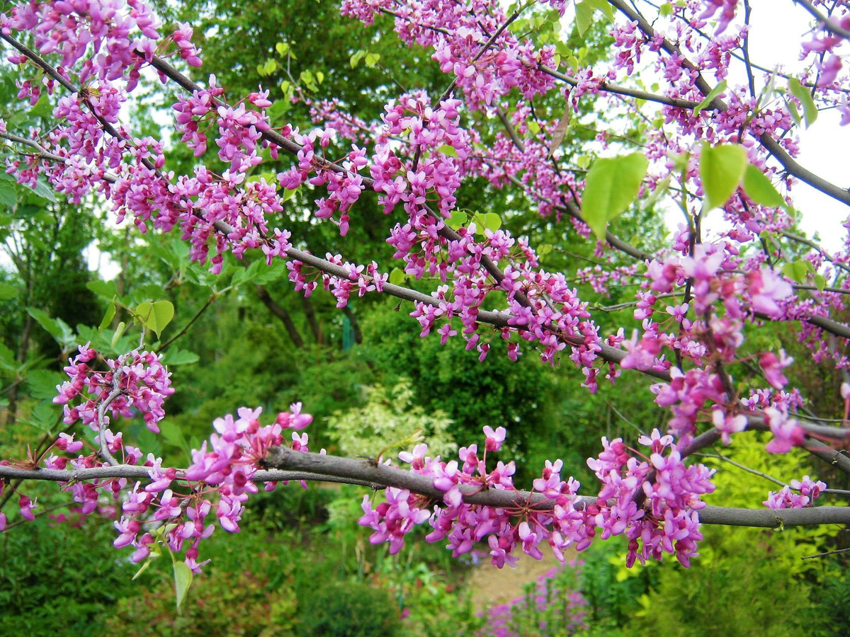 Церцис канадский.