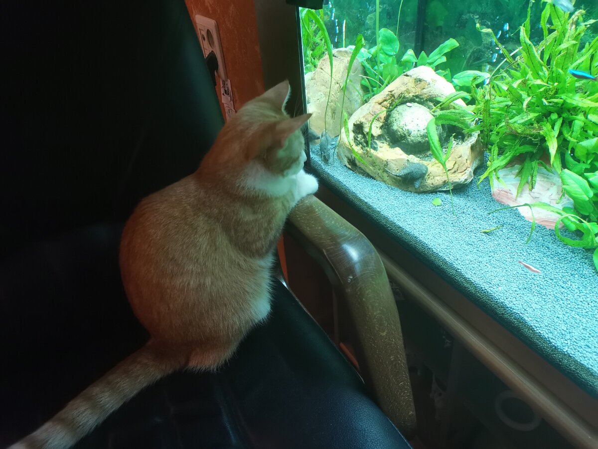 Корм плавает) 