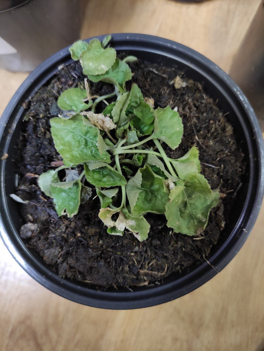 В литровом горшке вполне себе симпатичный и перезимовавший в нем же кустик.