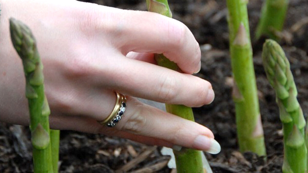 Для сбора урожая побегов нужно подождать до третьего года после посева