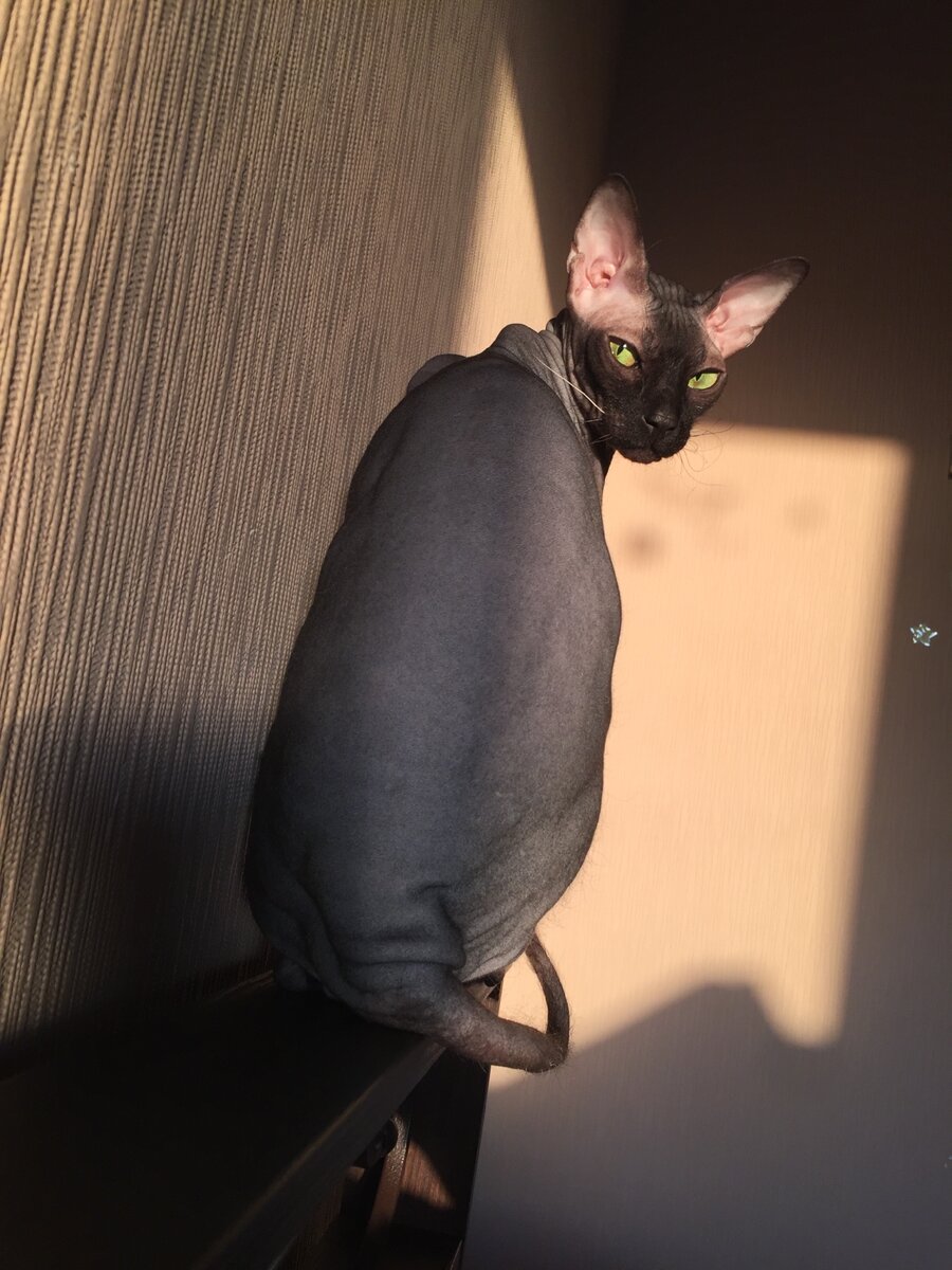 Это он, мой добрый бархатный кот.