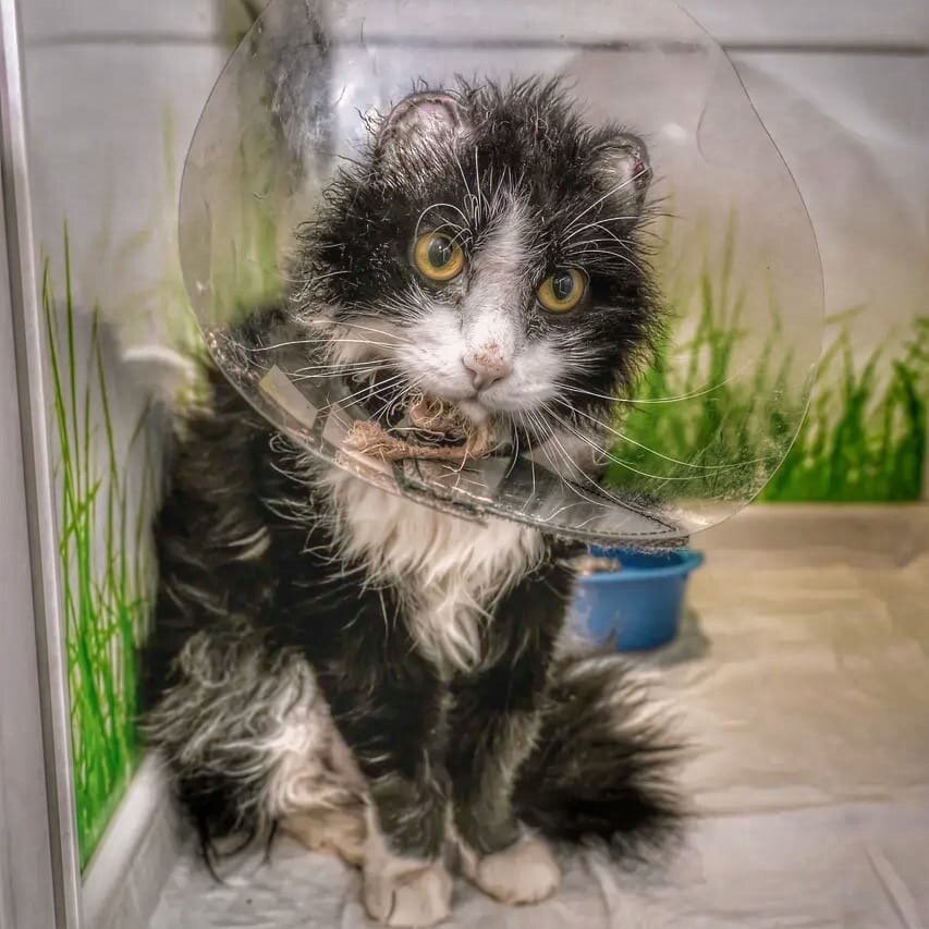 Омские хвостики 