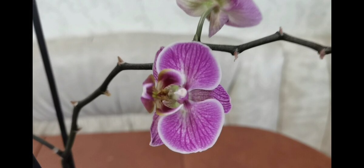 Орхидея фаленлпсис сорт Пассионата. Все фото авторские. 