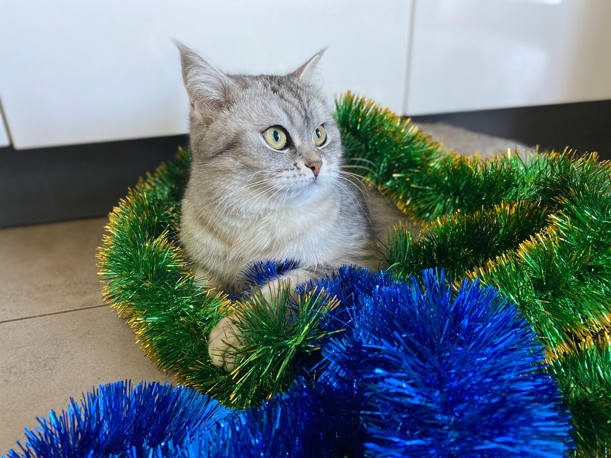 А ваша кошка как относится к гостям?