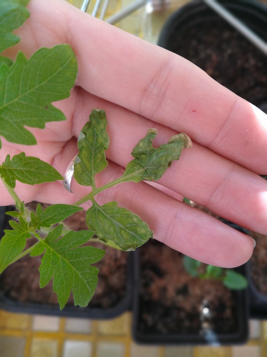 Фото автора. Думаю - солнечный ожог. Сильно в окно солнце шпарило. А вы что думаете?