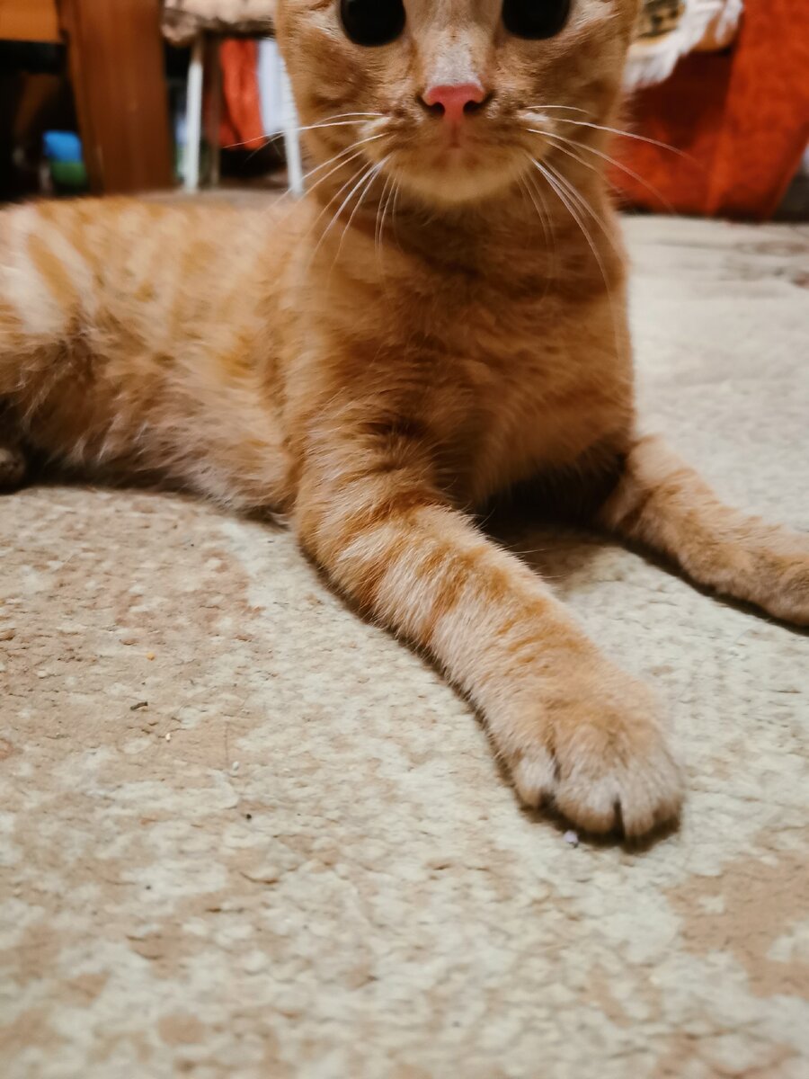 Гарфилд ❤ вас. 