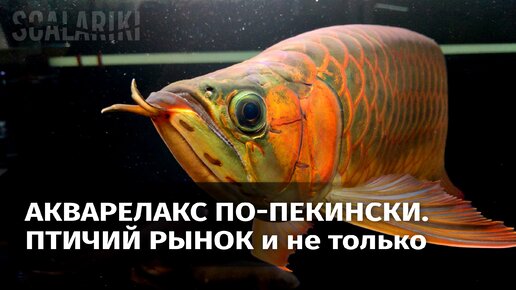 Аквариумный релакс по-пекински