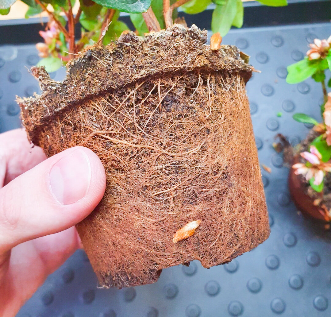 Как выбрать горшок и грунт