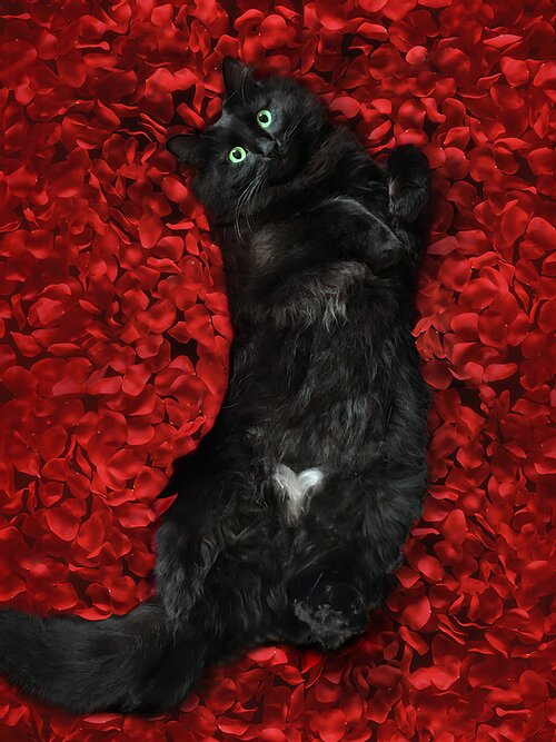 Фото взято с официального сайта owl-kitty.com