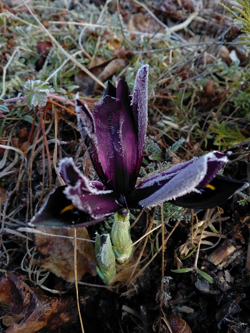  Ирис сетчатый Purple Gem