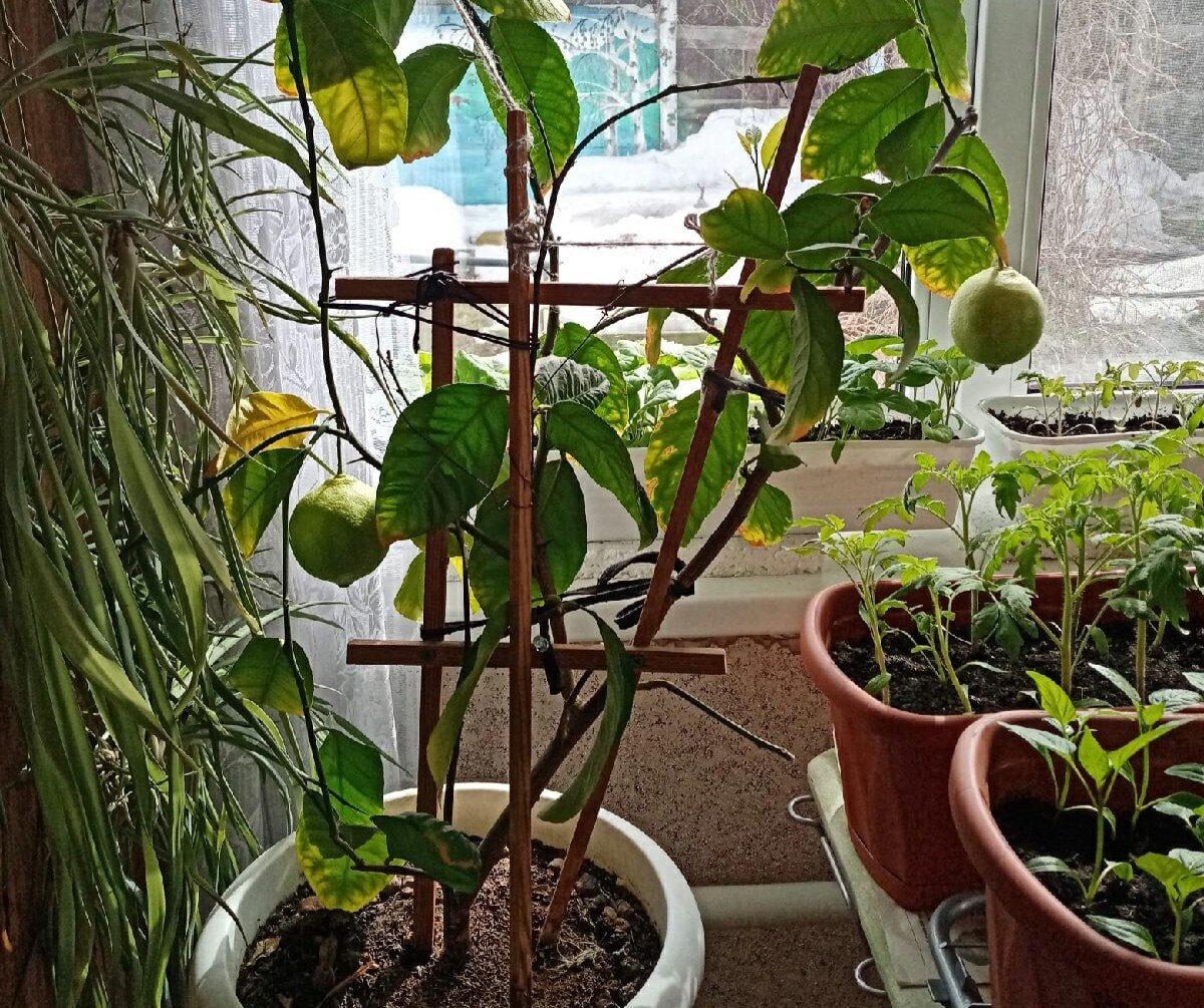 Вот такой лимон растёт уже на протяжении  пяти лет. 