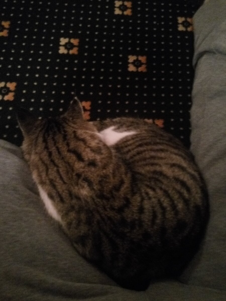 Кот призрак.