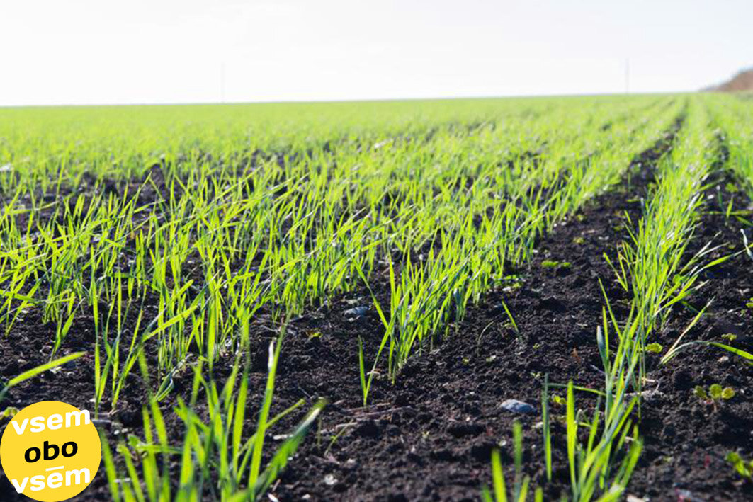 Многолетние травы