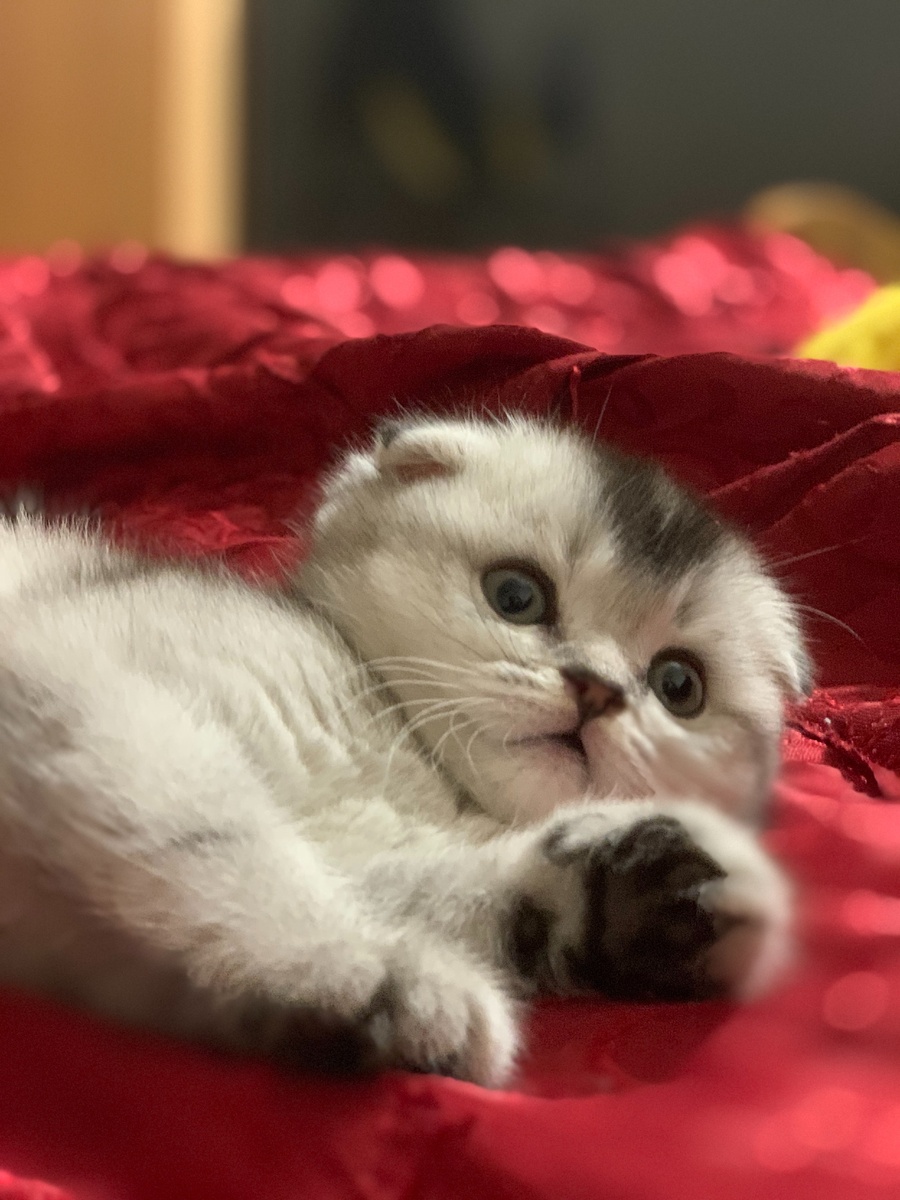 Первые дни вислоухой шиншиллы Лерты