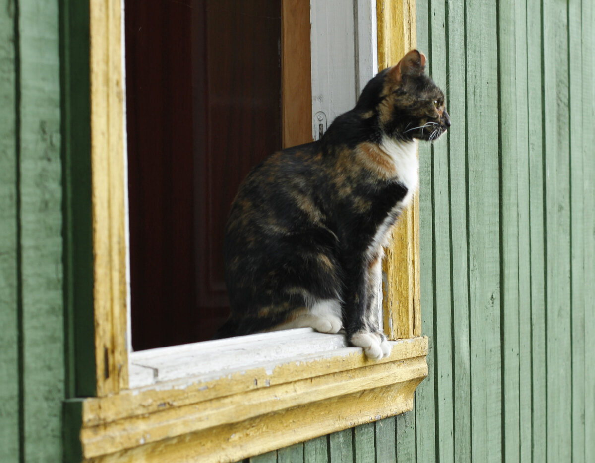 Василиса на дачном окошке. Фото автора