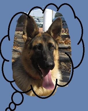 Немецкая овчарка Джек тоже слышал о таком😁