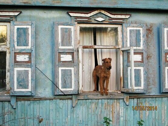 Мегги. Не взяли с собой.  Погуляю так.