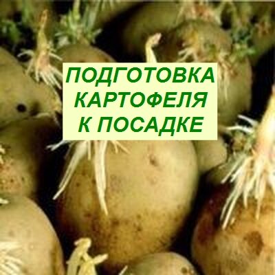 подготовка картофеля к посадке