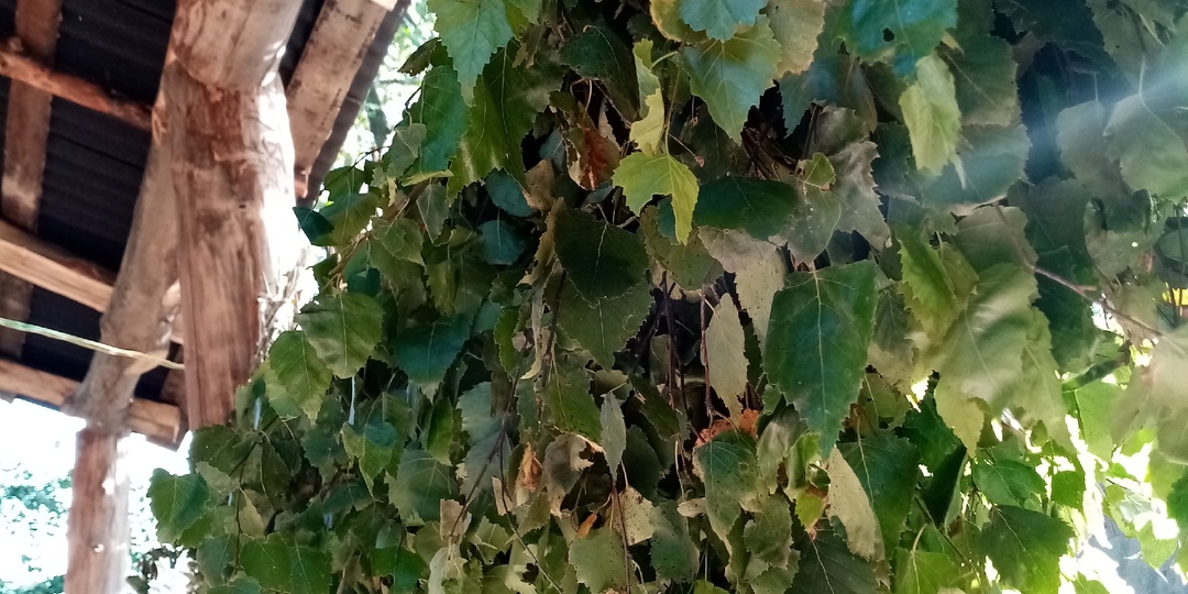 Работа убьёт во мне агрария.