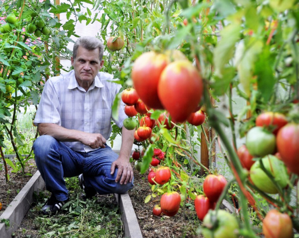 Помидорчики, выращенные на биогумусе, не  только ароматные и вкусные, но и очень полезные. Биогумус позволяет получать  гарантировано высокие урожаи органических овощей и в более сжатые сроки. 