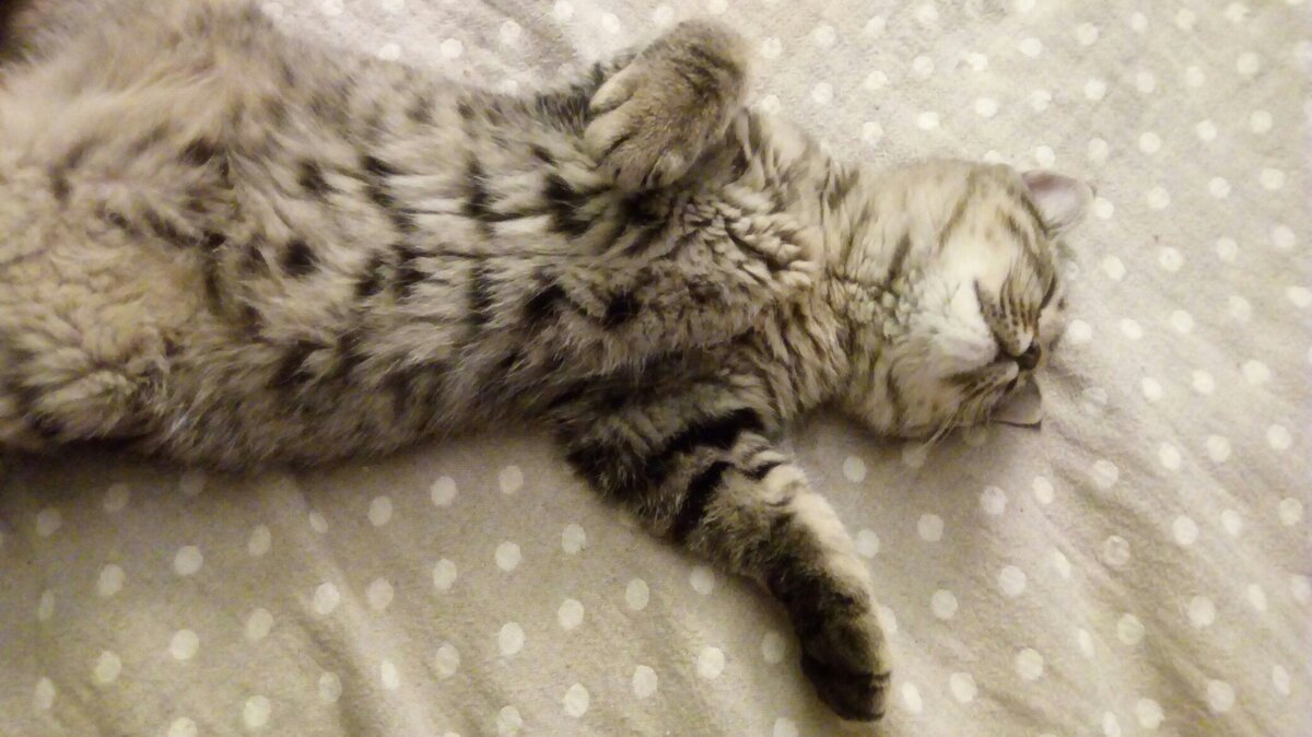 Это я в воскресенье утром, когда вижу сны о богатом наследстве, отпуске и счастье. 