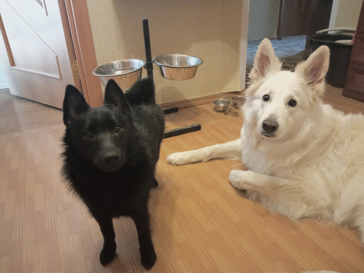 двое из ларца :) или - из лотка?