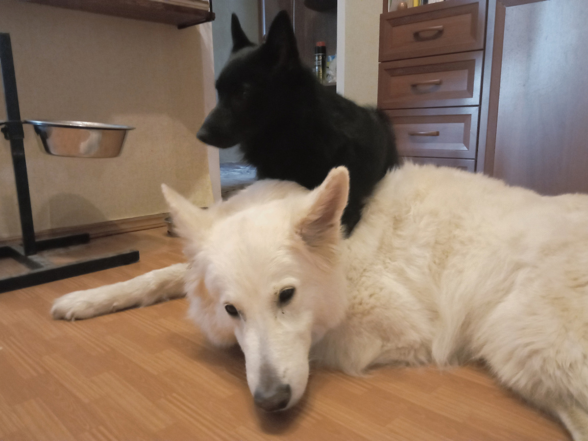 Люсик как будто недоволен степенью чистоты Линды, которая только что пережила традиционную весеннюю помывку.