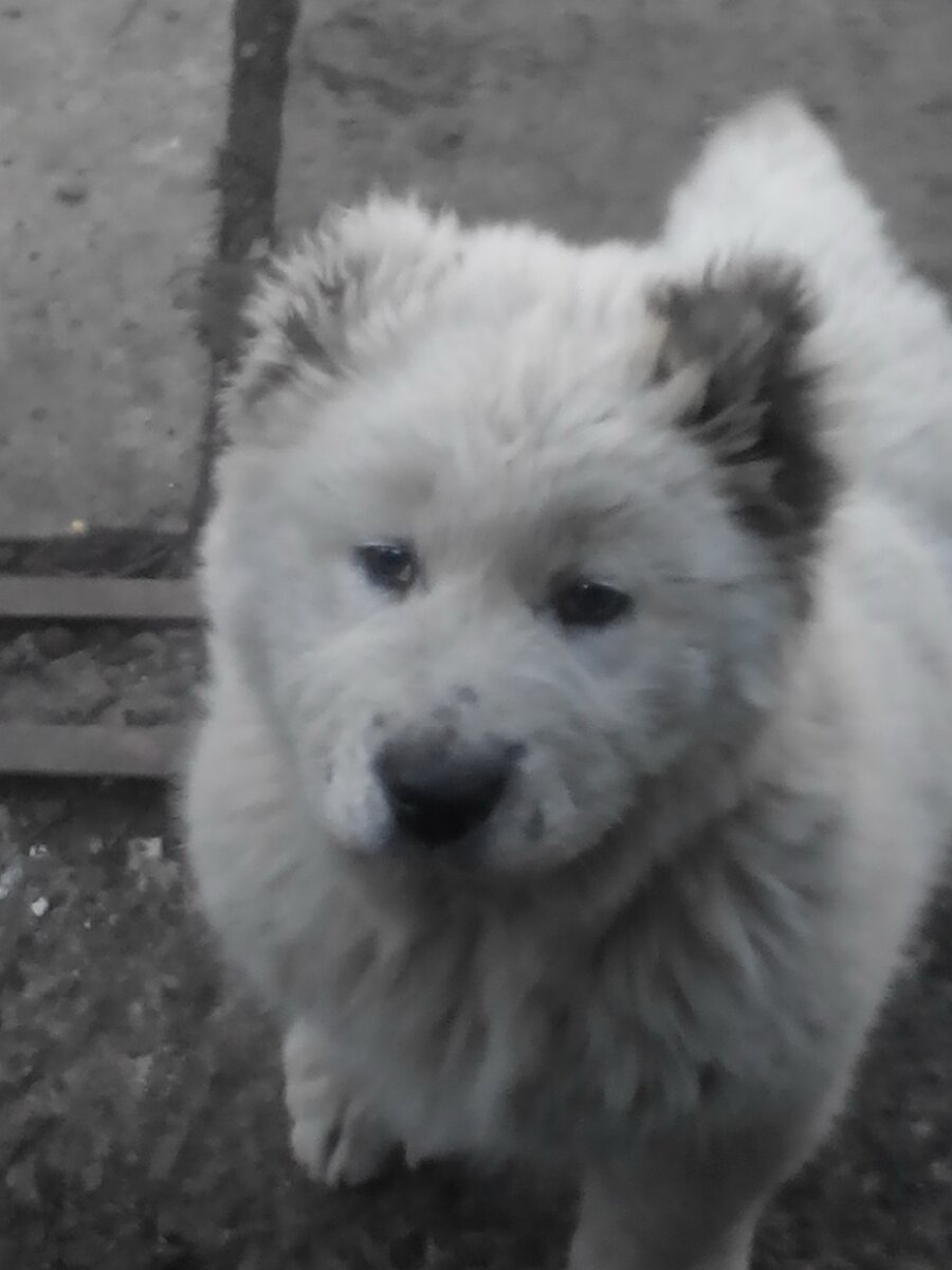 Алмаз, 3 месяца