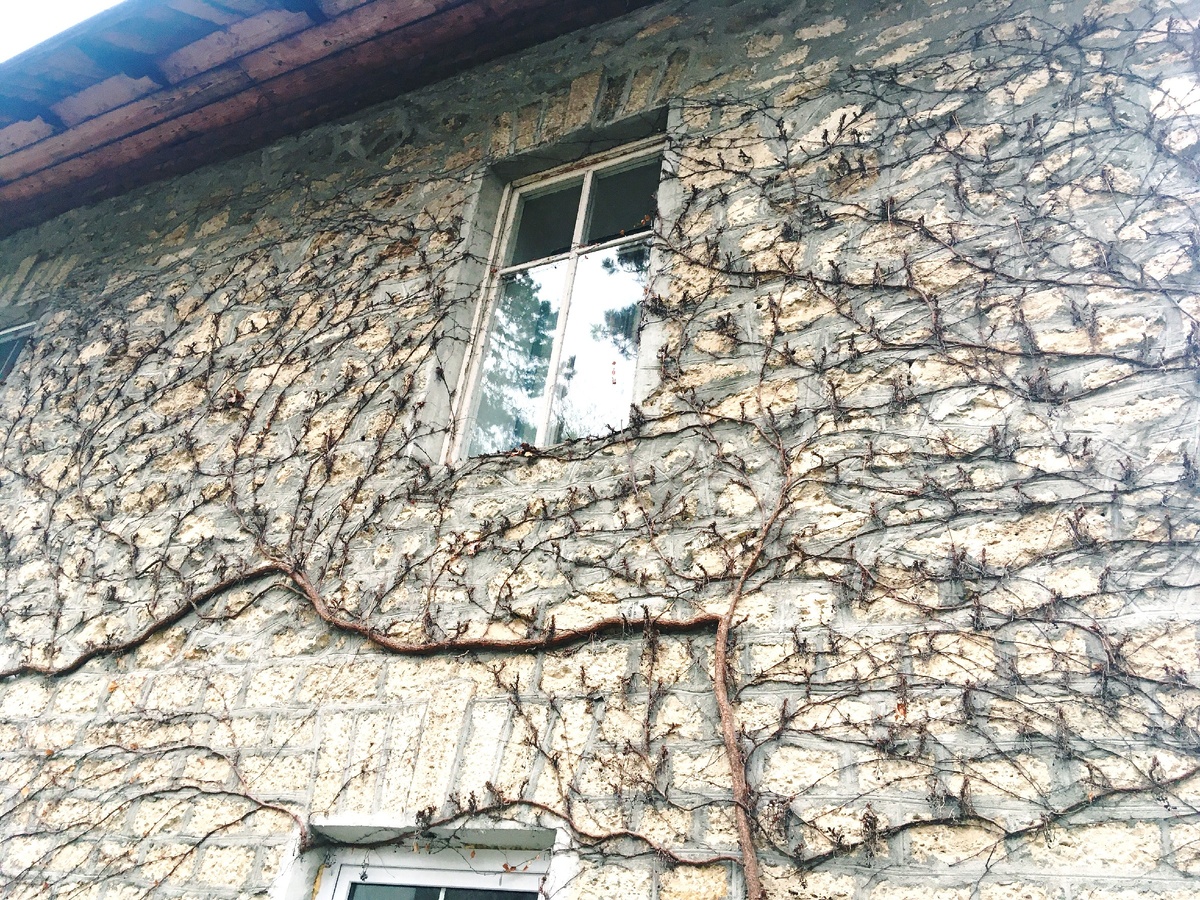 Административное здание ботанического питомника: гармония человеческого труда и сил природы.