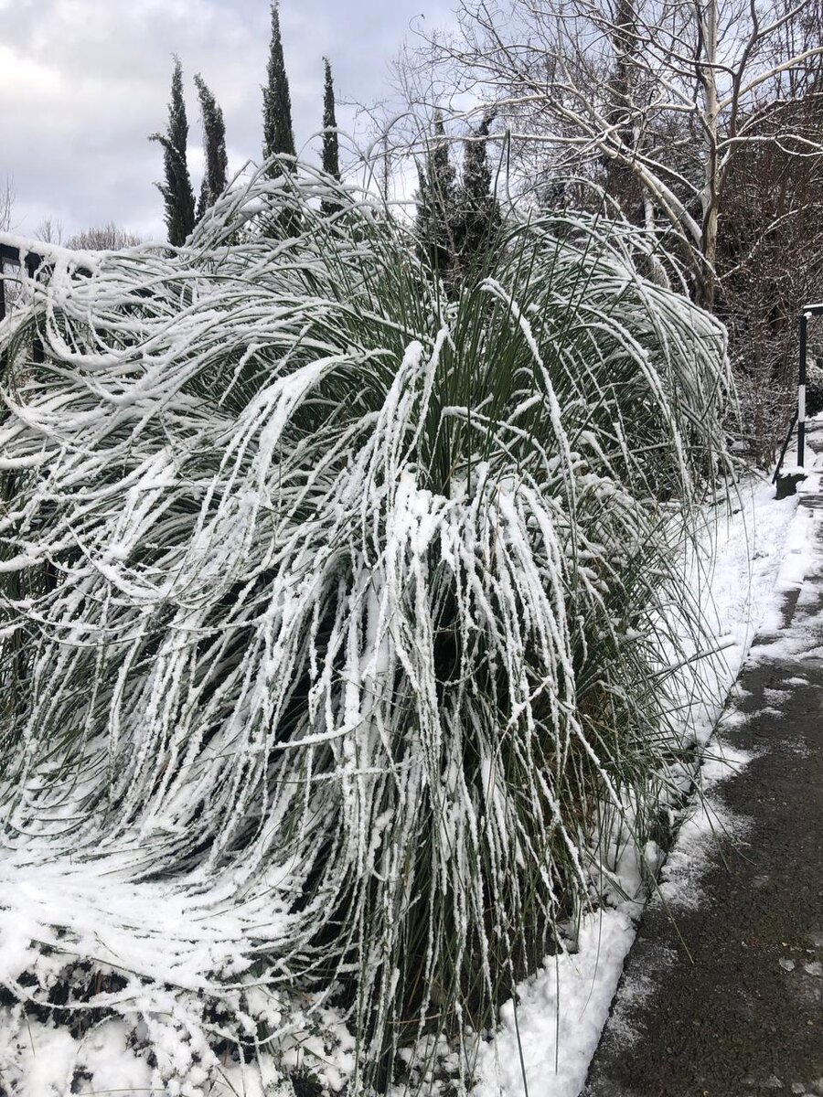 Фото автора. Снег в Сочи в прибрежном кластере.
