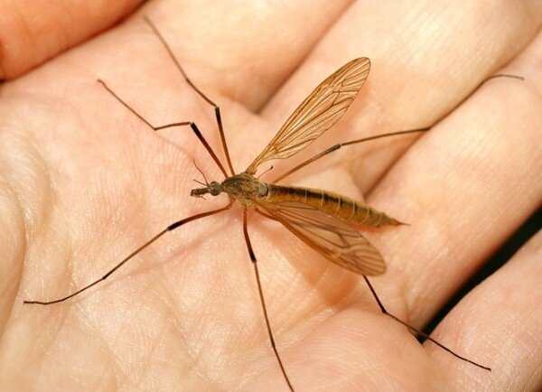 "Малярийный комар"