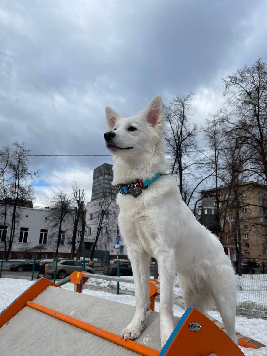 На собачей площадке