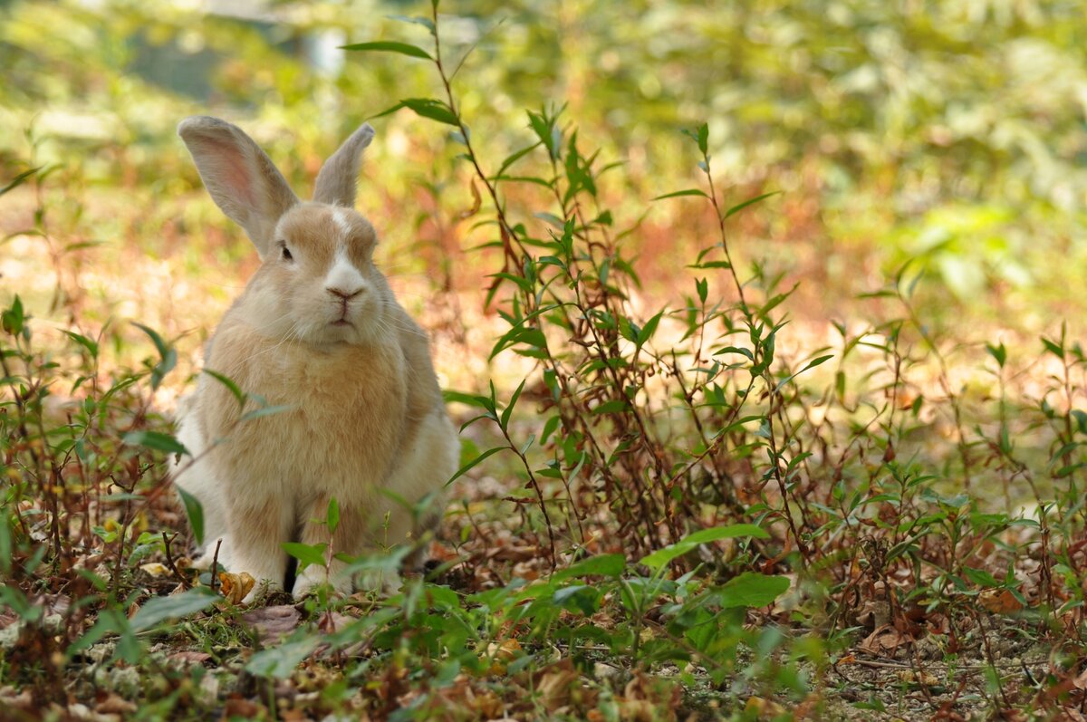 Это же кролик? photo-ac.com by @Photographer Kさん 　