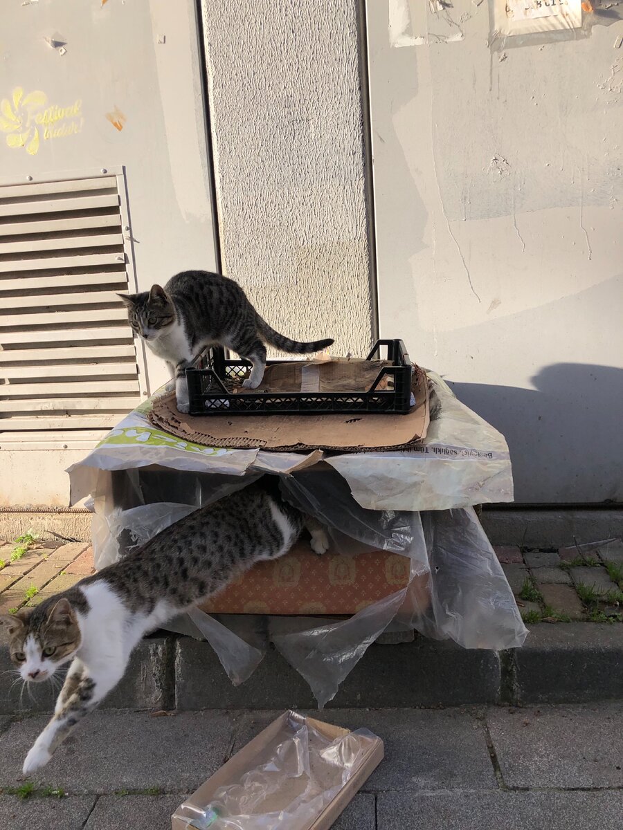Коты Стамбула