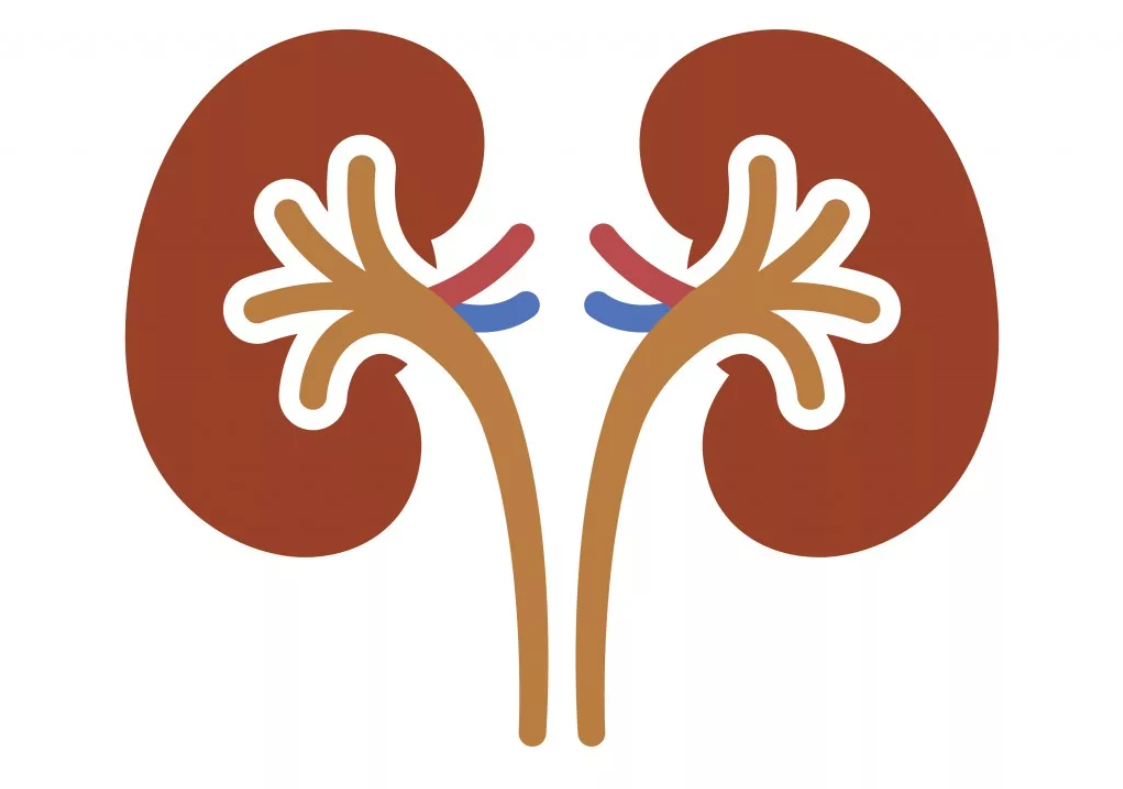 Схематичное изображение почек человека