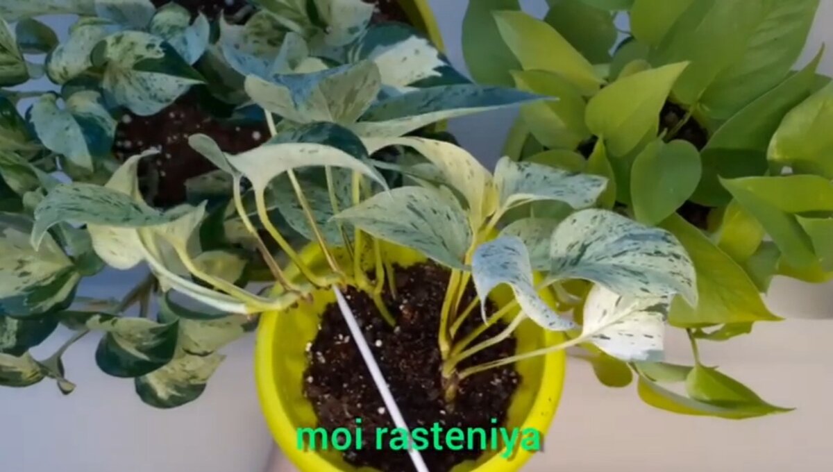 Moi rasteniya