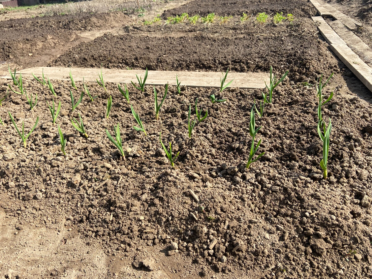 А вот мой скромный огородик, уже лучок растёт. На прошлой неделе посеяла морковку.