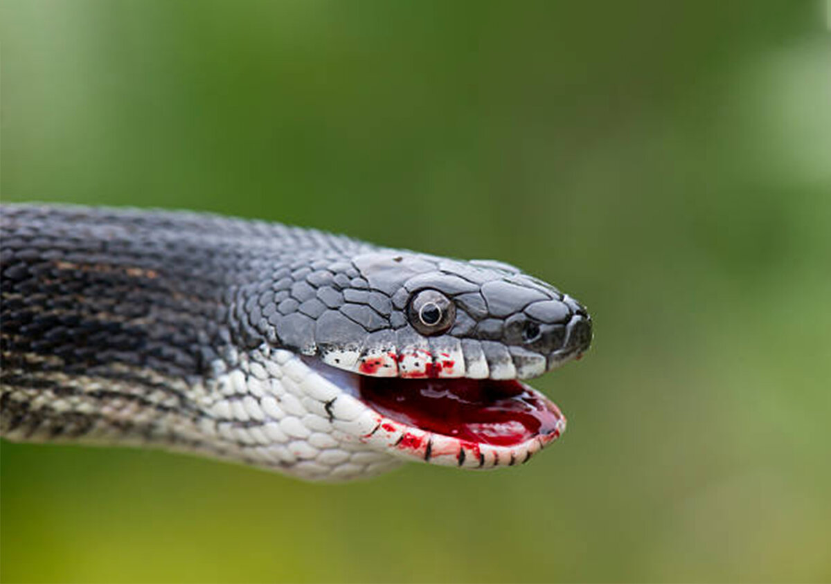 Первая помощь при укусах змей
