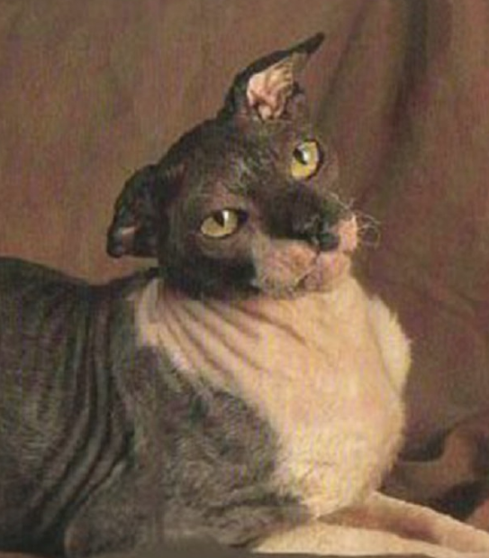 Тот самый старина Гранпа (Дедушка). Фото из открытого источника.