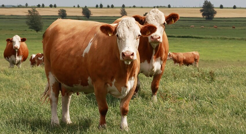 Симментальская порода коров – одна из самых древних. Она универсальна, обладает как прекрасными мясными, так и молочными характеристиками. Быки породы симментал очень быстро набирают вес.