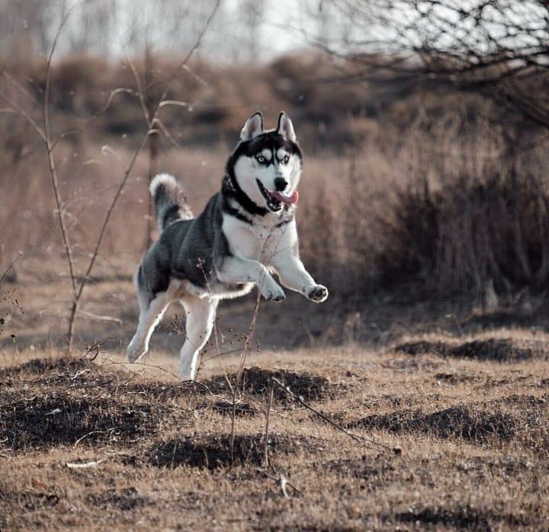 Dog time. Белые хаски без поводка. Хаски Зевс. Тоху боху Хасек. Фото поводка для собак хаски.