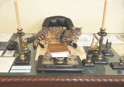 Кот Василий Стерегущий / Северная верфь